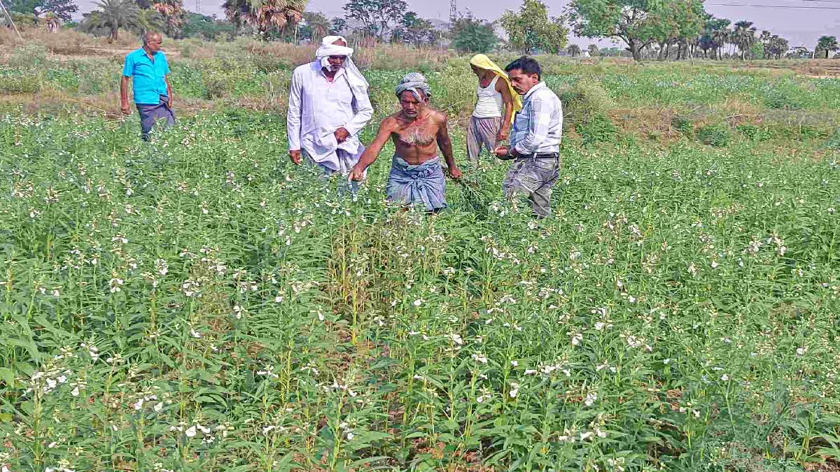 गया का प्रसिद्ध तिलकुट