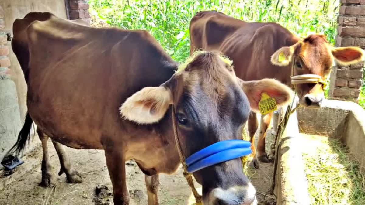 FMD vaccination started to save animals from foot and mouth disease in Himachal