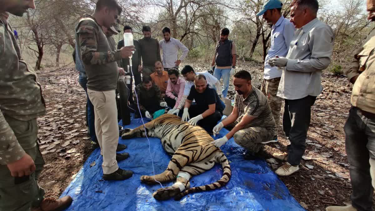 Tigress MT 4 death in Kota, doctors finding the reasons of its death