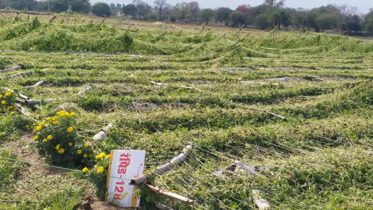 hailstorm in chhindwara