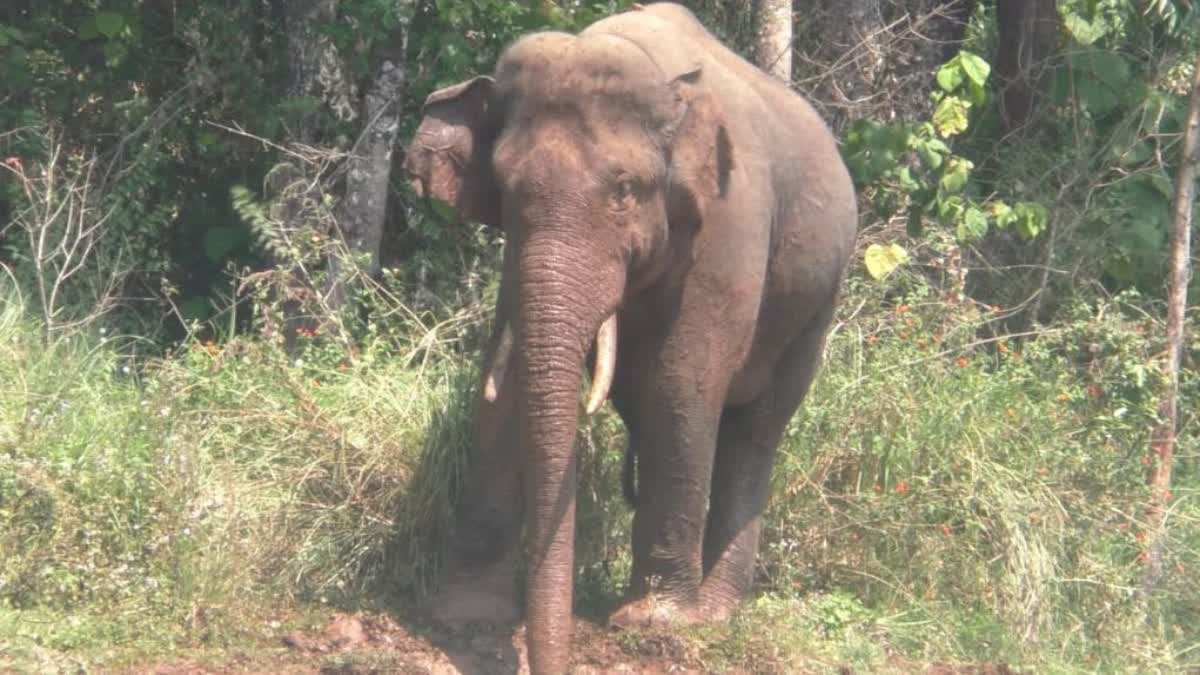 അരിക്കൊമ്പൻ  അരിക്കൊമ്പൻ ചിന്നക്കനാൽ  അരിക്കൊമ്പൻ മുല്ലക്കുടി  കുമളി സീനിയറോട  arikkomban radio collar signal in mullakkodi  അരിക്കൊമ്പന്‍ മടങ്ങി വരുന്നു  അരിക്കൊമ്പന്‍ സിഗ്നല്‍  അരിക്കൊമ്പൻ റേഡിയോ കോളർ സിഗ്നൽ  പെരിയാർ വന്യജിവി സങ്കേതം  പെരിയാർ വന്യജിവി സങ്കേതം അരിക്കൊമ്പൻ  arikkomban  arikkomban periyar  arikkomban chinnakkanal  arikkomban radio collar signal