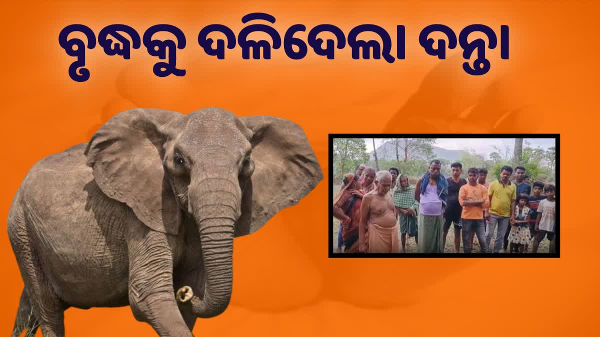 elephant attack in dhenkanal hindol