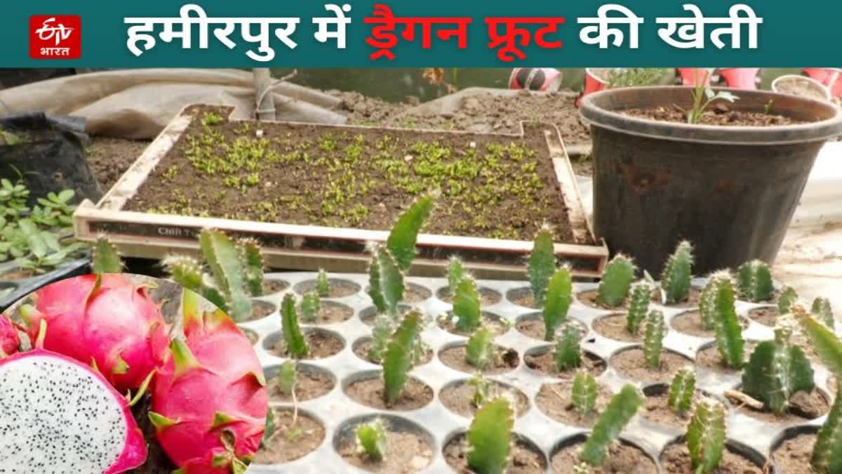 Dragon fruit nursery ready in Hamirpur