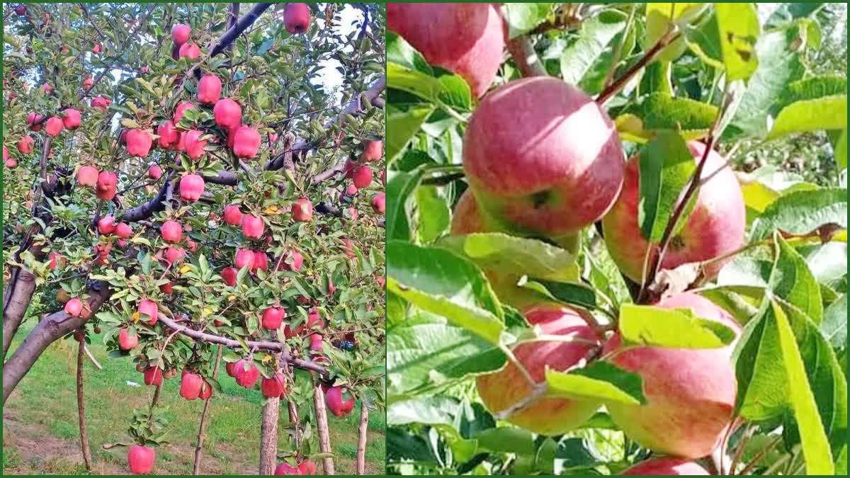Universal Carton for Apples in Himachal