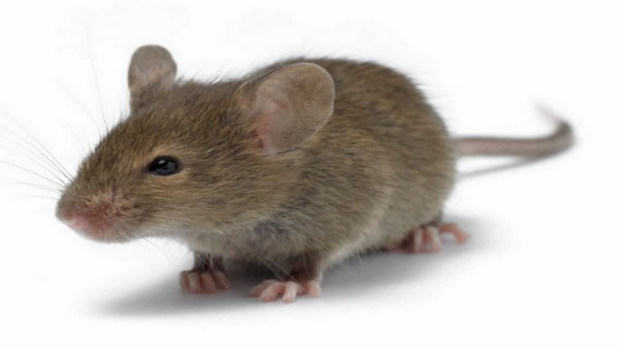 Rat bite in cinema hall