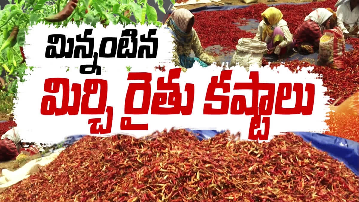 Chilli farmers lost due to rains