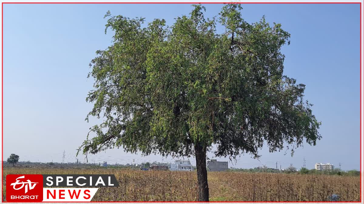 shami tree Significance of importance