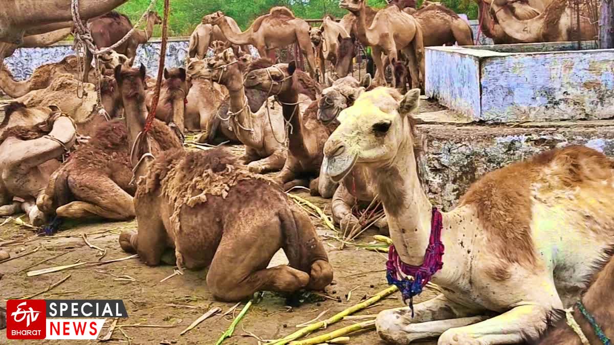 Illegal Camels In Nashik