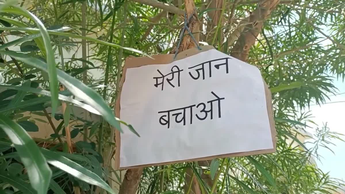 Dispute between 2 group over tree in jabalpur