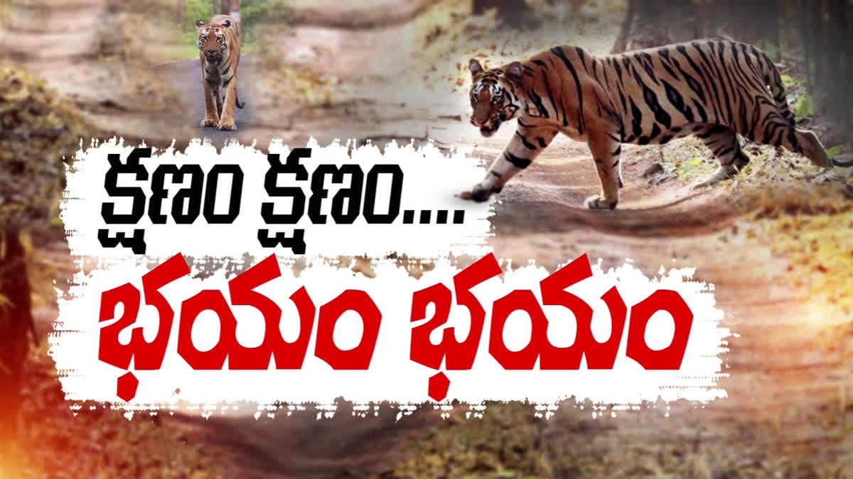 Tiger migration in Palnadu district