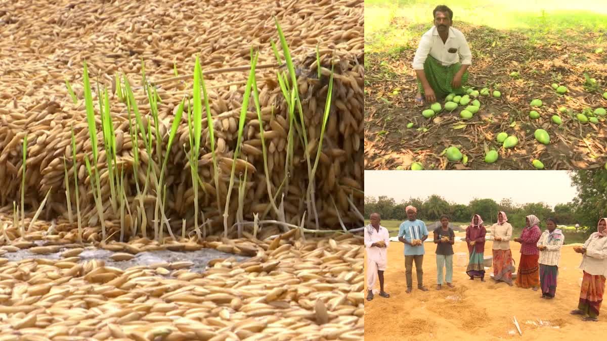 crop loss in telangana