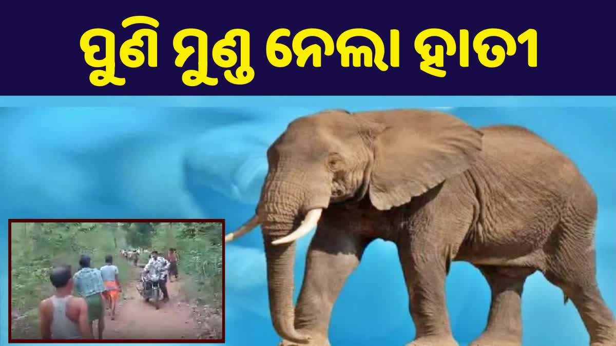 elephant attack in angul