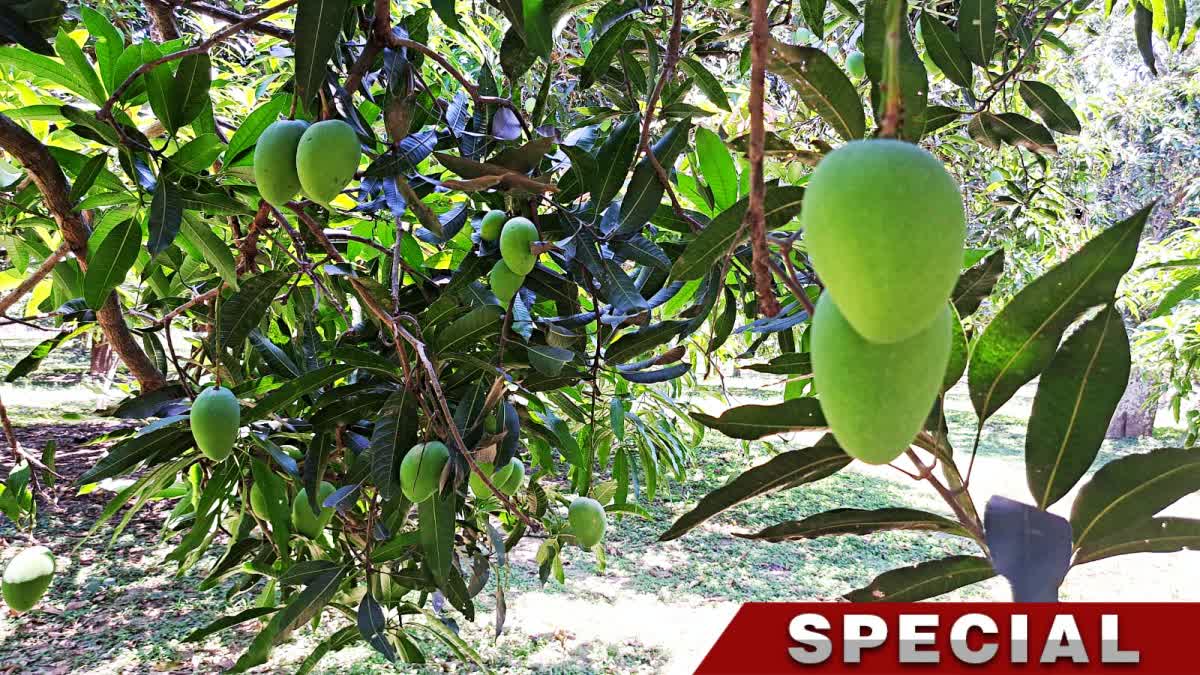 Malda Mango Export