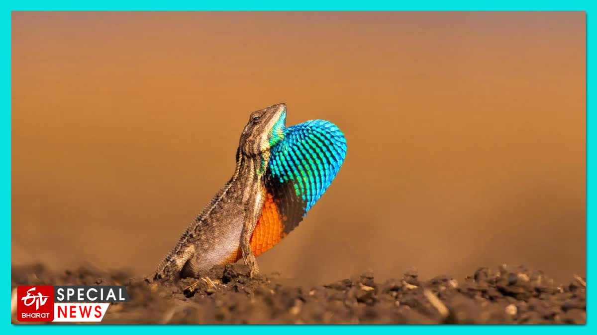 colorful-lizard