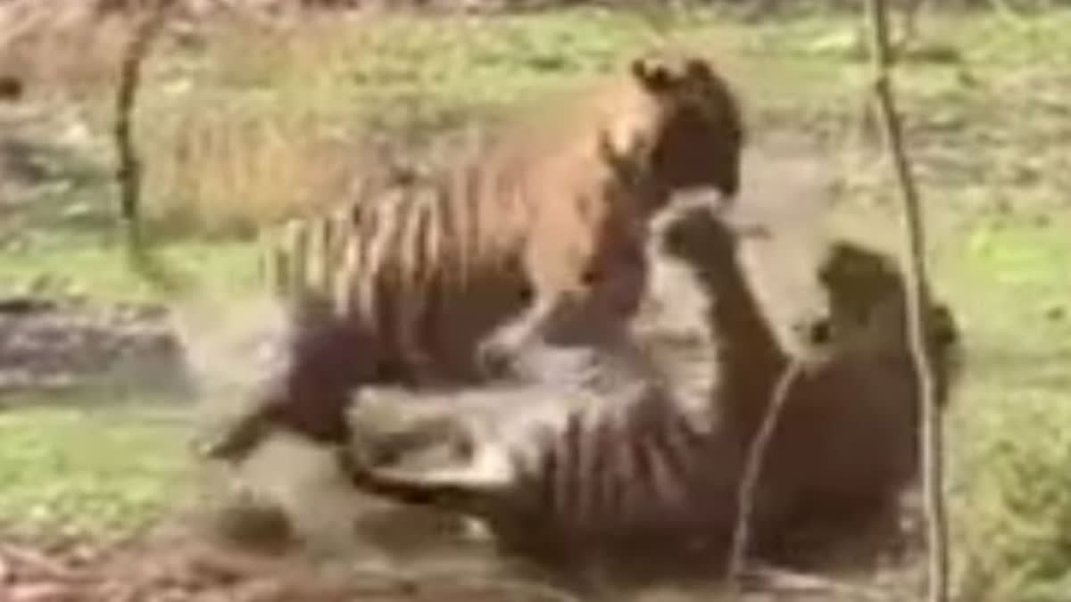 Tigress Noori training cub captured on camera by tourists at Ranthambore National Park