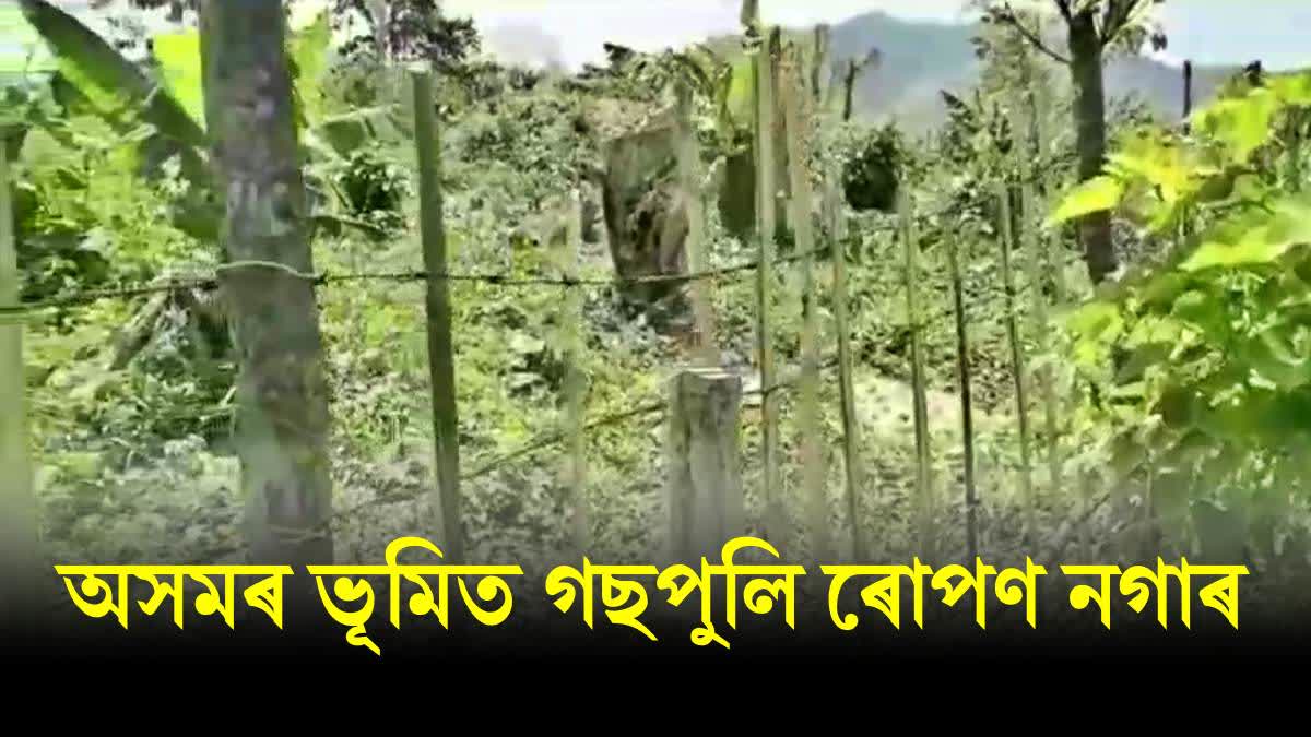 assam nagaland border issue