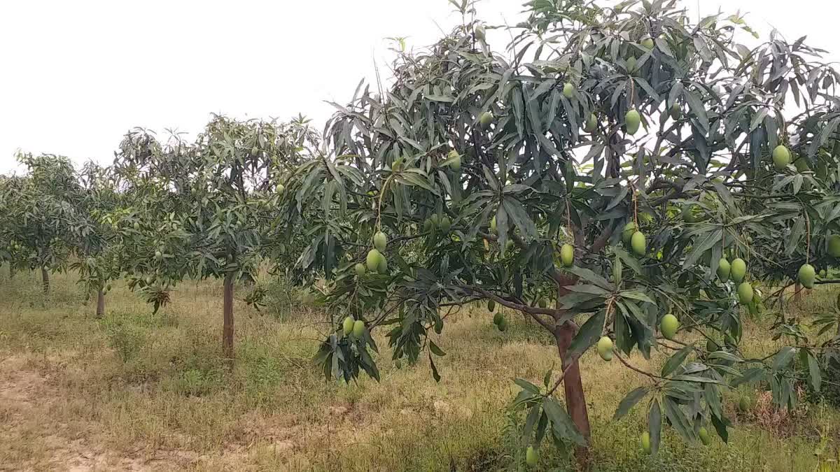 Mango Tree in Latehar