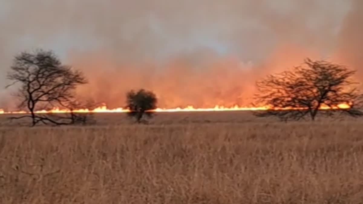 Black Buck National Park Fire : કાળિયાર અભયારણ્યમાં વિકરાળ આગ, વેળાવદર વનવિભાગ ધંધે લાગ્યું, શું થઇ સ્થિતિ જૂઓ