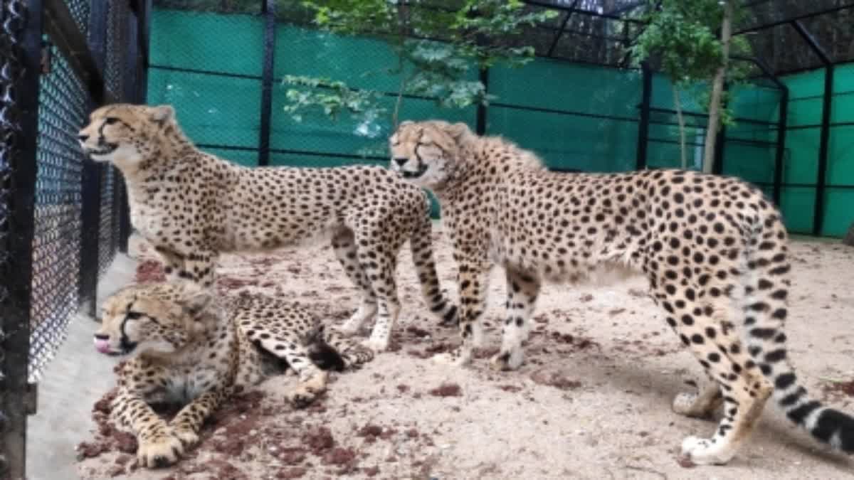 cheetahs  cheetahs released into free ranging conditions  cheetah india  cheetahs in kuno national park  kuno national park  കുനോ നാഷണൽ പാർക്ക്  കുനോ നാഷണൽ പാർക്ക് അക്ലിമൈസേഷൻ ക്യാമ്പ്  ചീറ്റപ്പുലികൾ അക്ലിമൈസേഷൻ  കേന്ദ്ര പരിസ്ഥിതി മന്ത്രാലയം  ചീറ്റപ്പുലി  ചീറ്റപ്പുലിയെ തുറന്നുവിടും  കുനോ  ചീറ്റപ്പുലി കെഎൻപി  ചീറ്റ