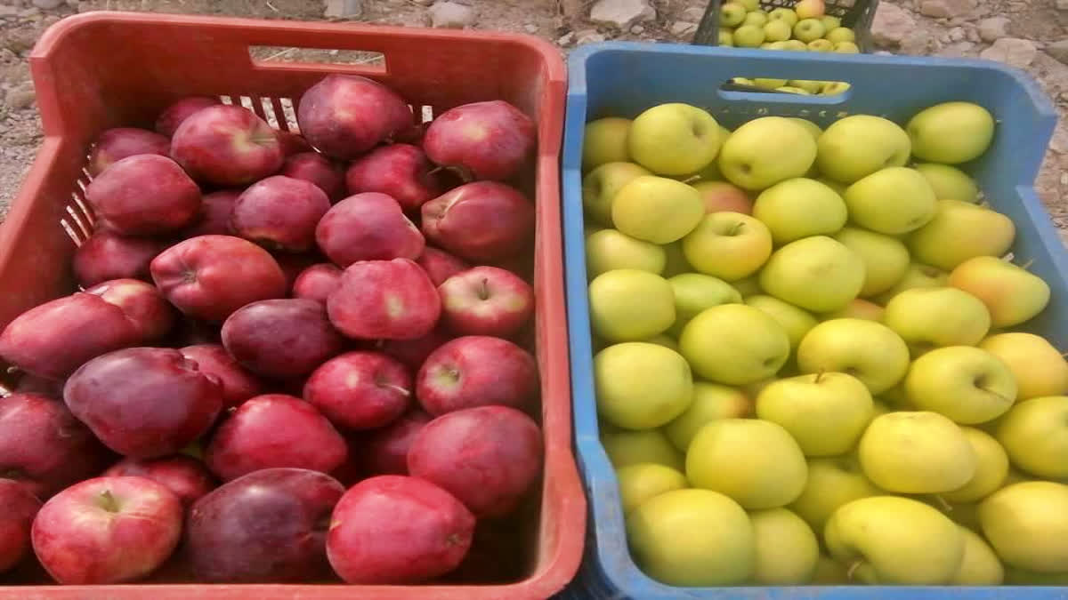 Central government bans import of apples