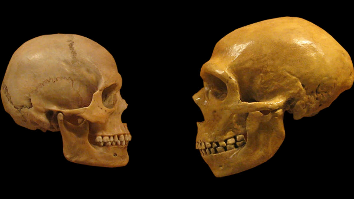 Taller nose in humans inherited from Neanderthals: Study