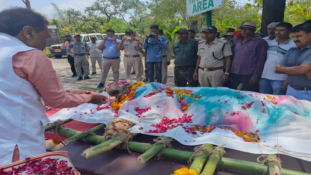 White tigress Vindhya dies in White Tiger Safari Zoo in MP's Mukundpur