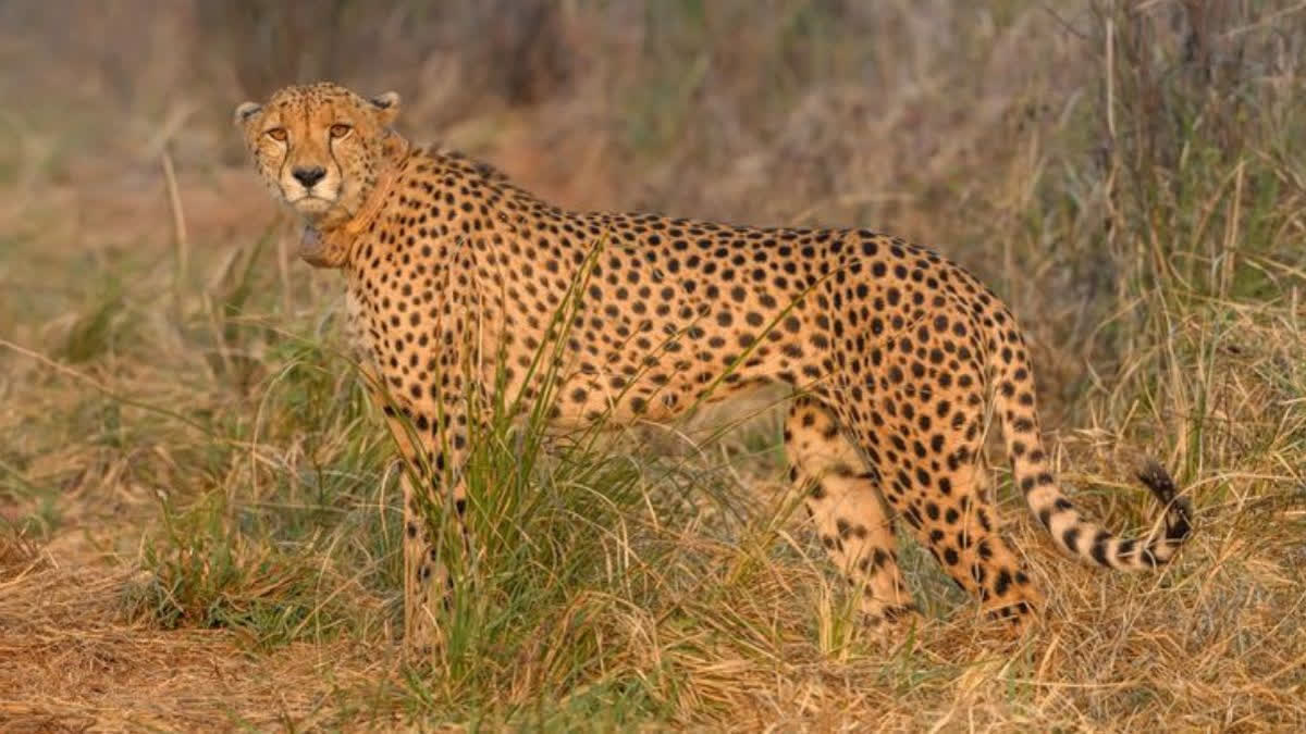 Cheetah dies in