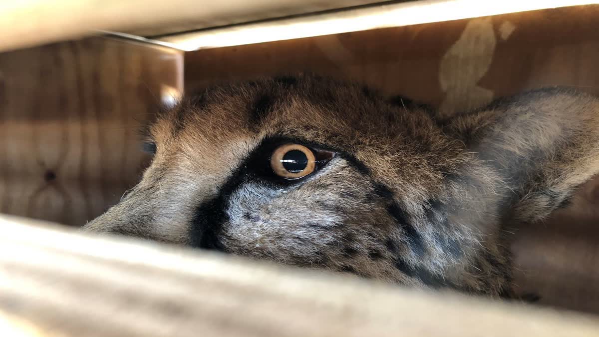 Cheetah Death in Kuno