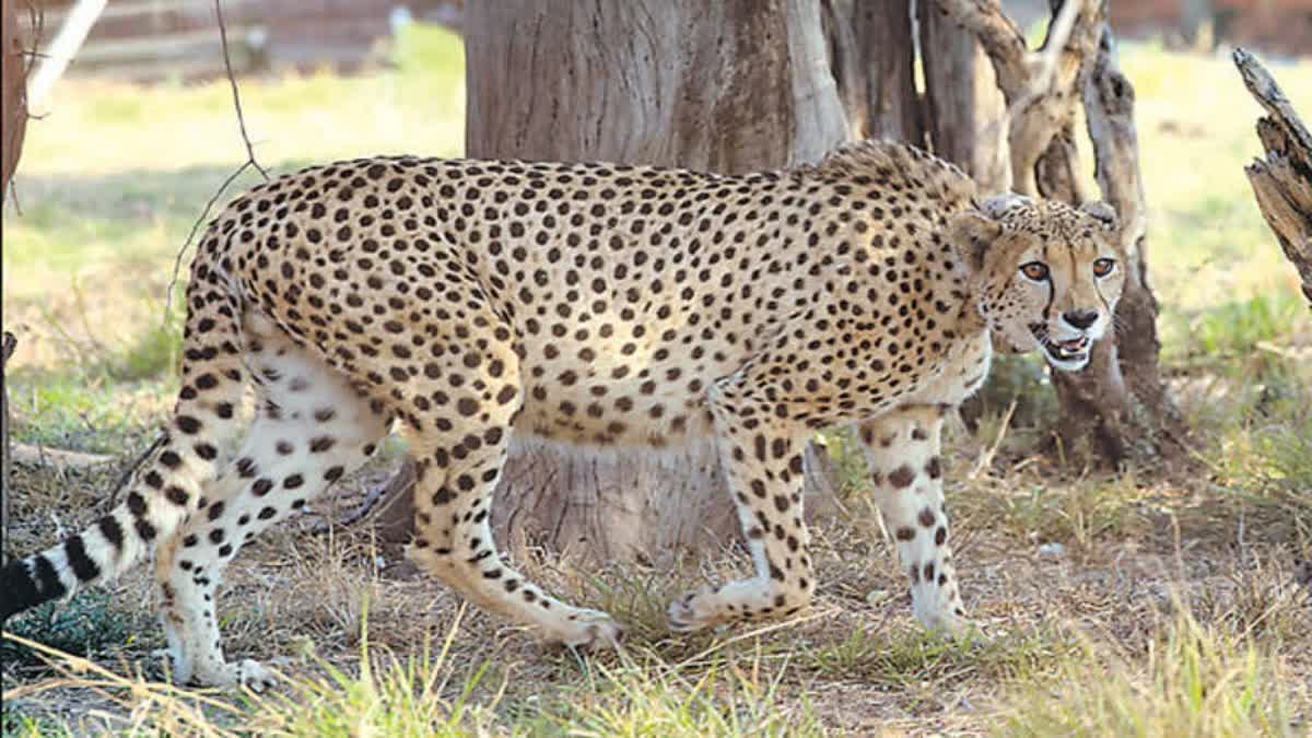 cheetah death in kuno