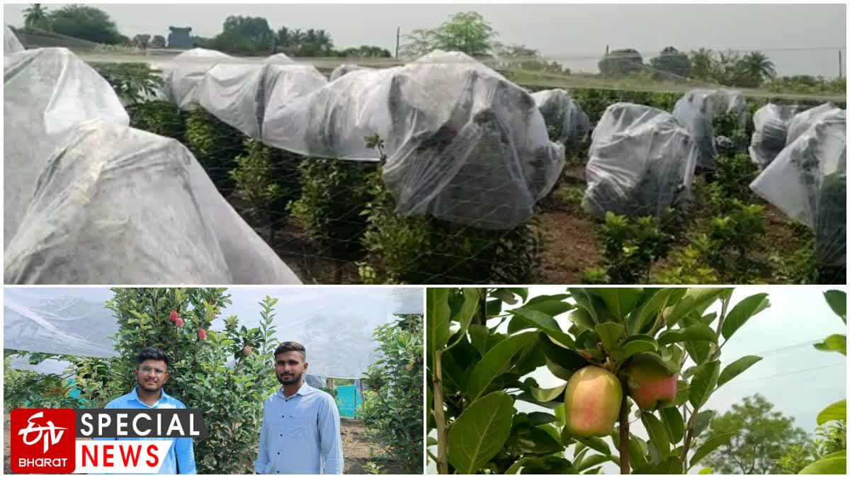 Apple Farming In Junnar