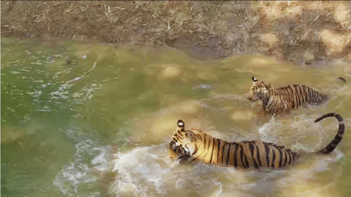 death of female tiger cub in Kanan Pendari Zoo