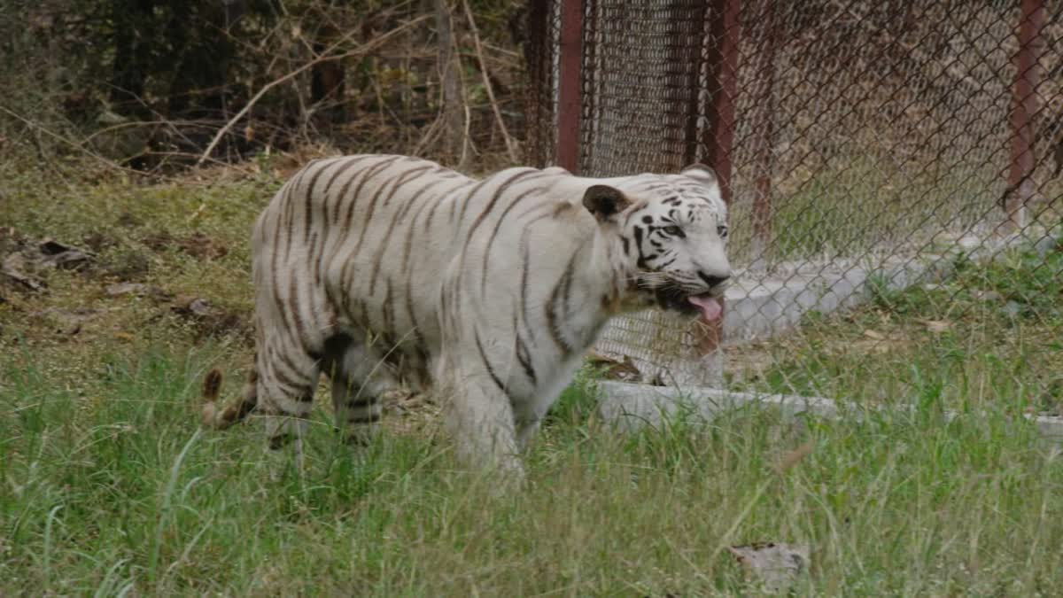 Three tigers including cub died in mp