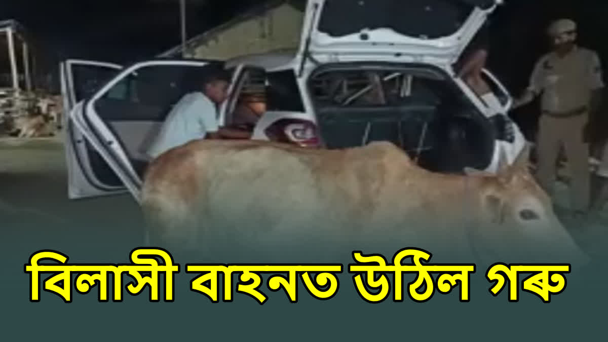 Cattle smuggling in Assam