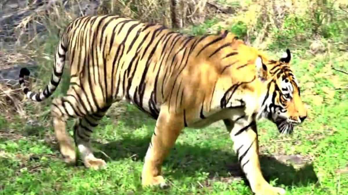 Tiger dies in Sajjangarh Biological Park