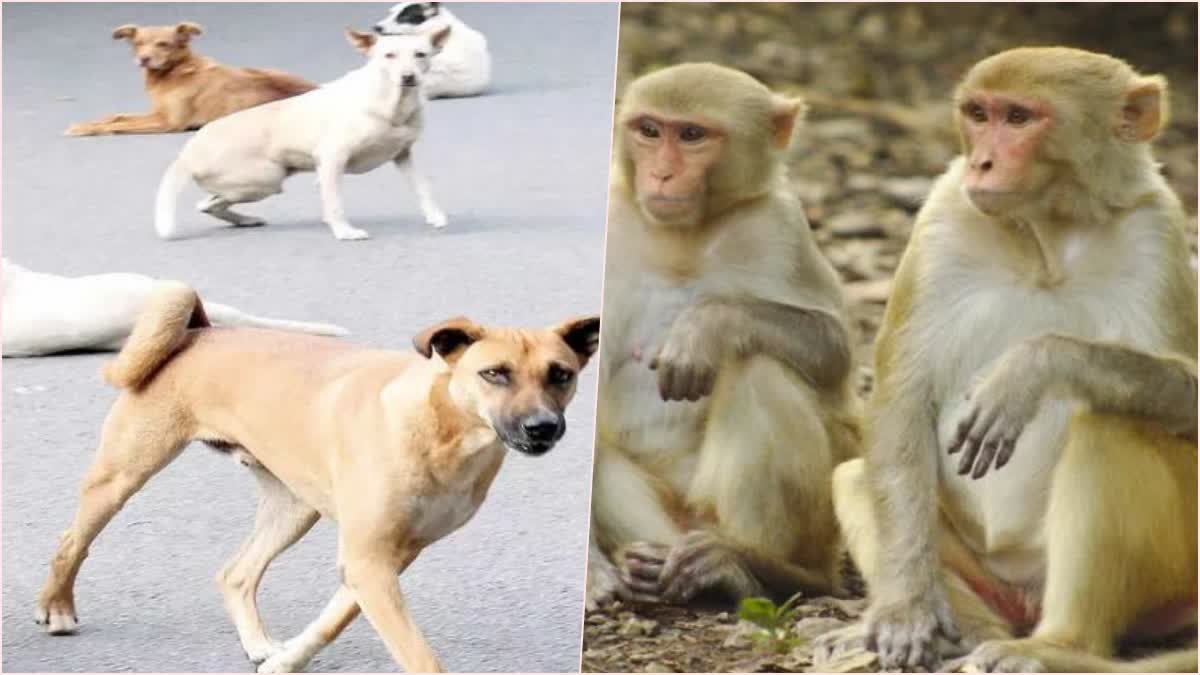 monkeys sterilization in Uttarakhand
