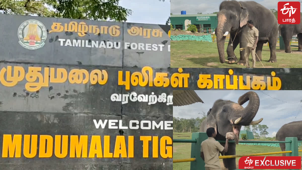 The funds announced by the Chief Minister for Mudumalai Elephant Pagans were given only to the permanent Pagans the Temporary Elephant Pagans are in turmoil