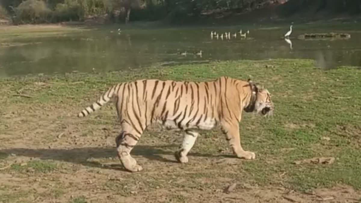 Tiger Sighting at Sariska