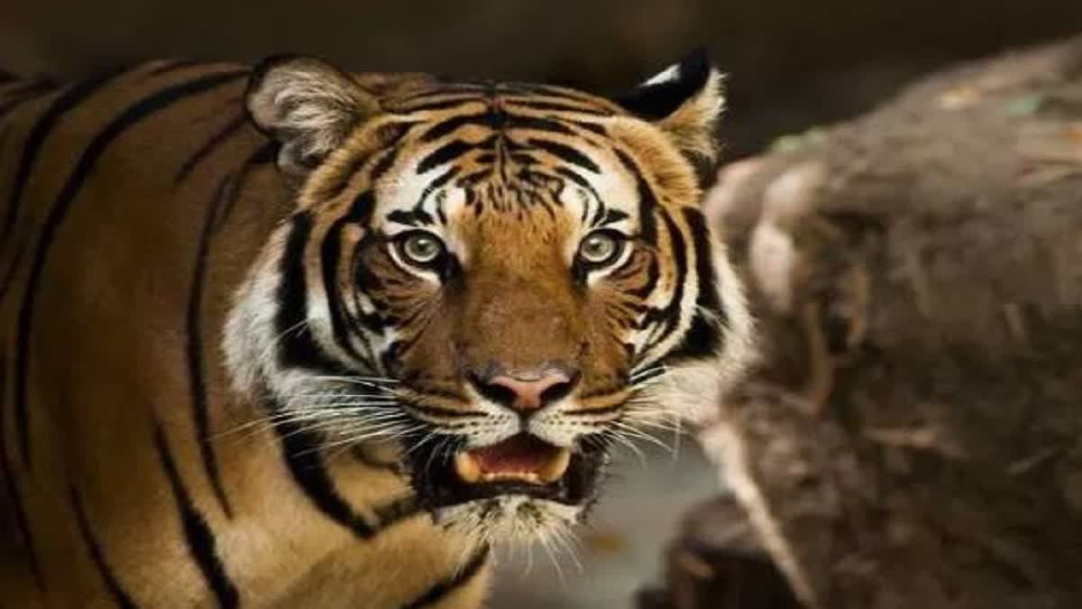 tiger terror in rikhnikhal