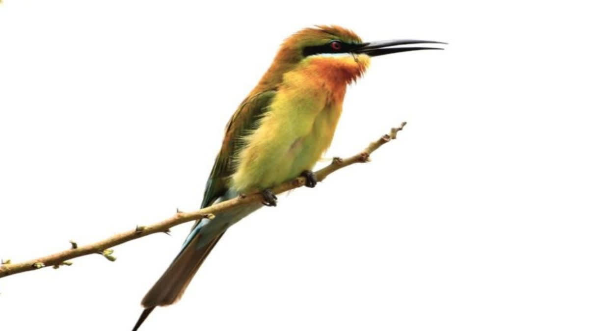 Little Green Bee Eater