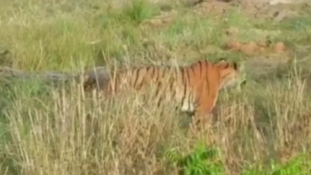 tourist made of tiger by getting down from gypsy