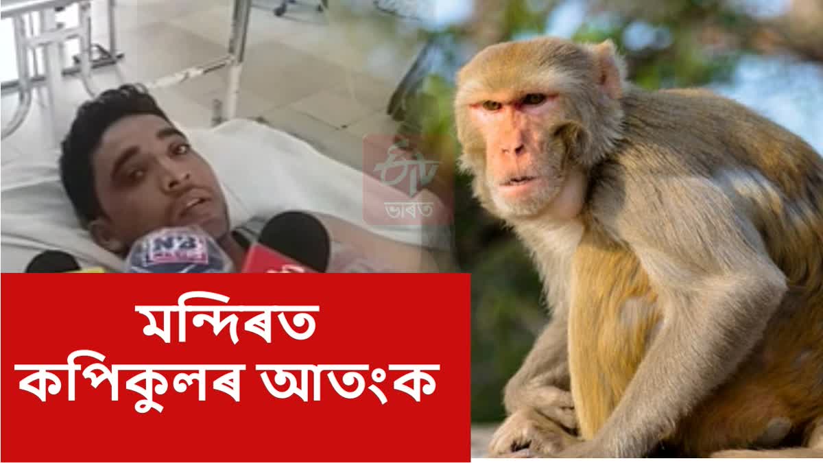 Monkey attacked a man in Goalpara