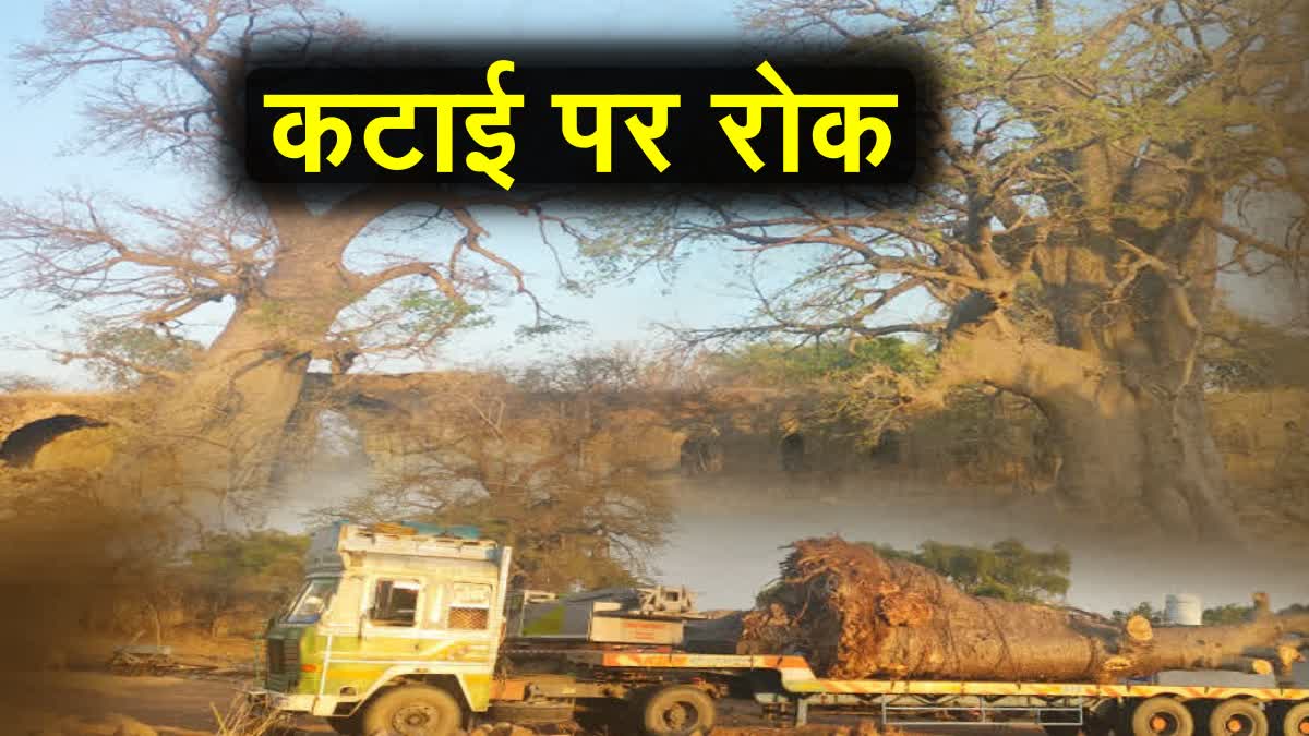 ban of felling Khorasani trees found in Mandav