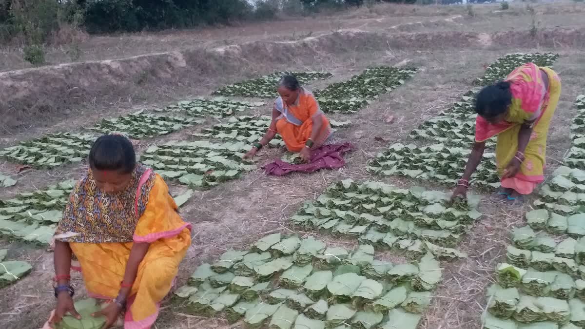 kendu leaf pluckers facing many problems