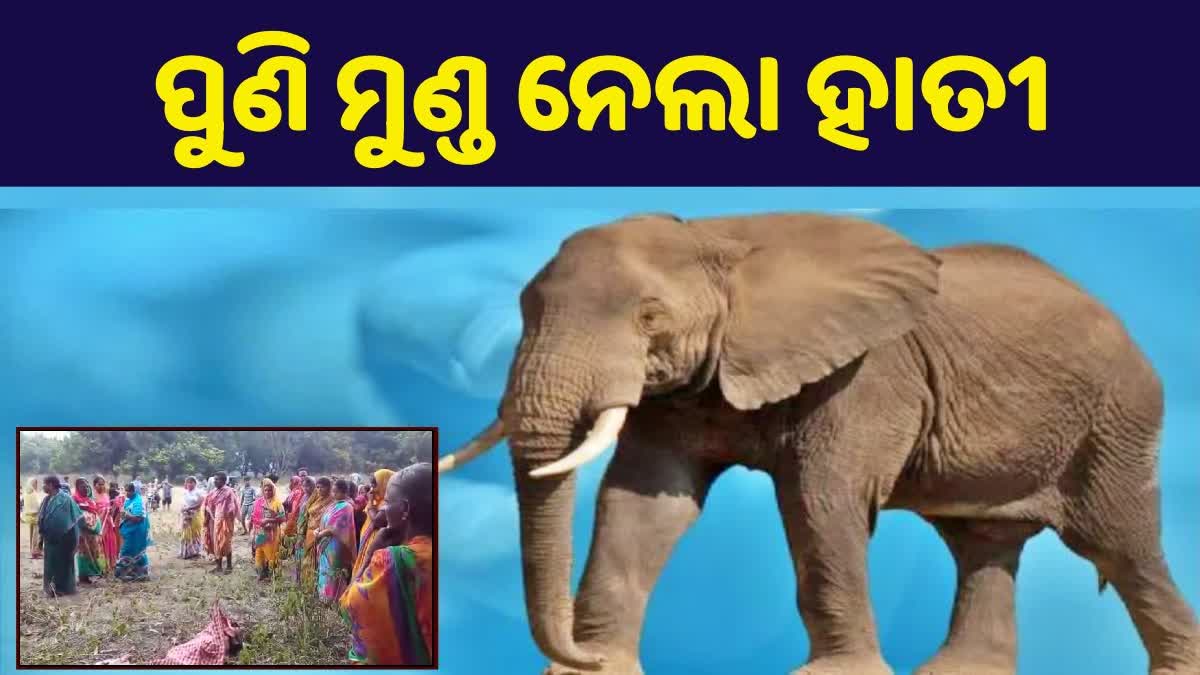 ହାତୀ ଆକ୍ରମଣରେ ପୁଣି ଜଣେ ମହିଳା ମୃତ