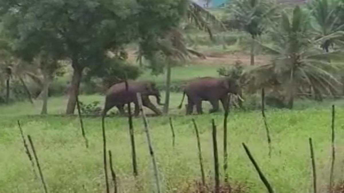 Elephants Attack
