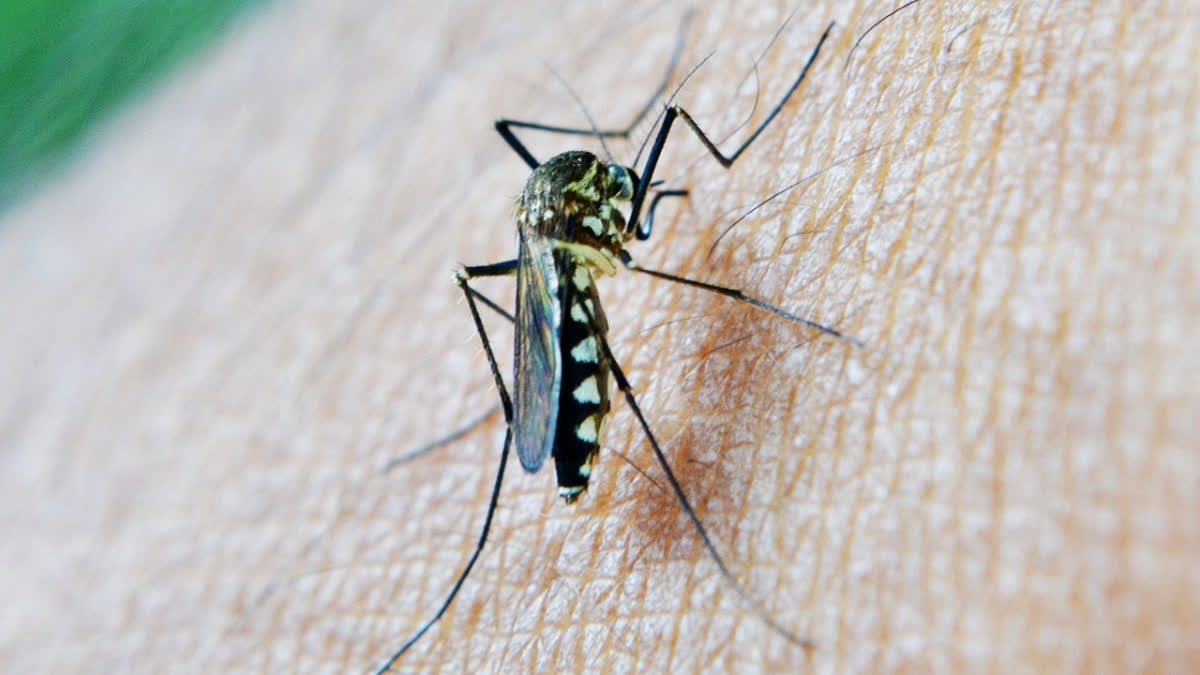 Traditional medicine plant may combat drug-resistant malaria: Study