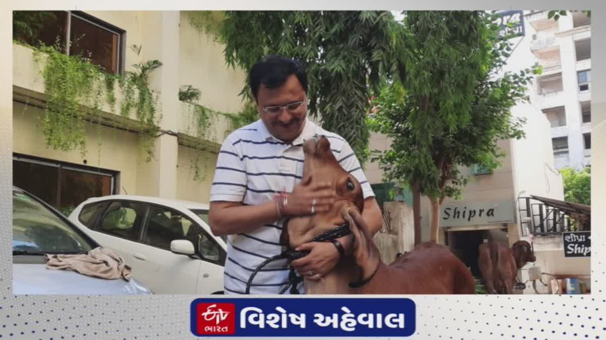 Surat News : ગાયોને લઈને મોર્નિંગ વોક પર જતો સુરતી પરિવાર, જાણો 'જયા'ની જોરદાર વાત