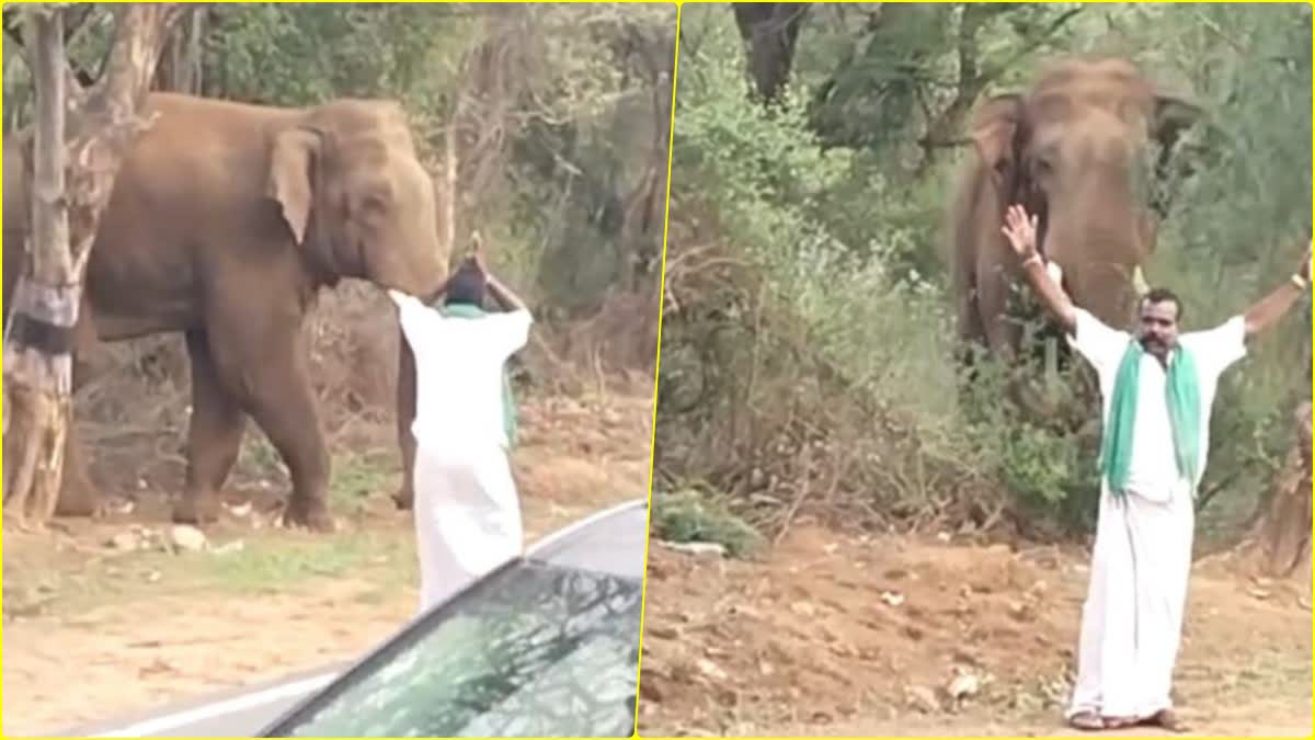 man in front of elephant