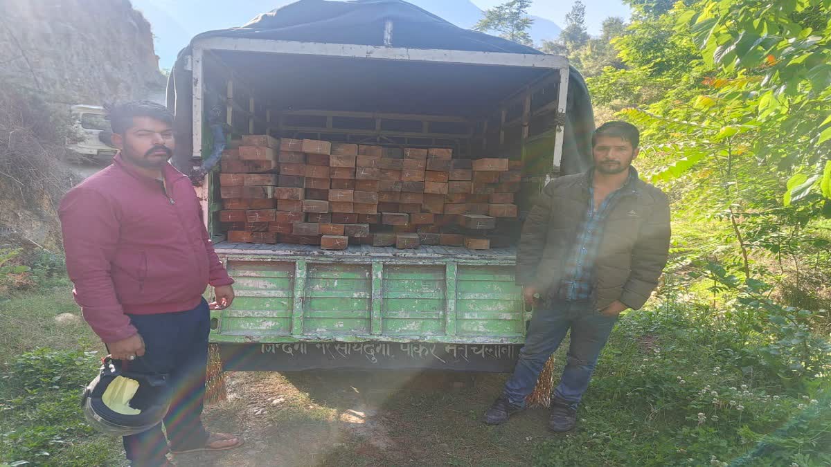 Forest department caught illegal deodar in Mandi