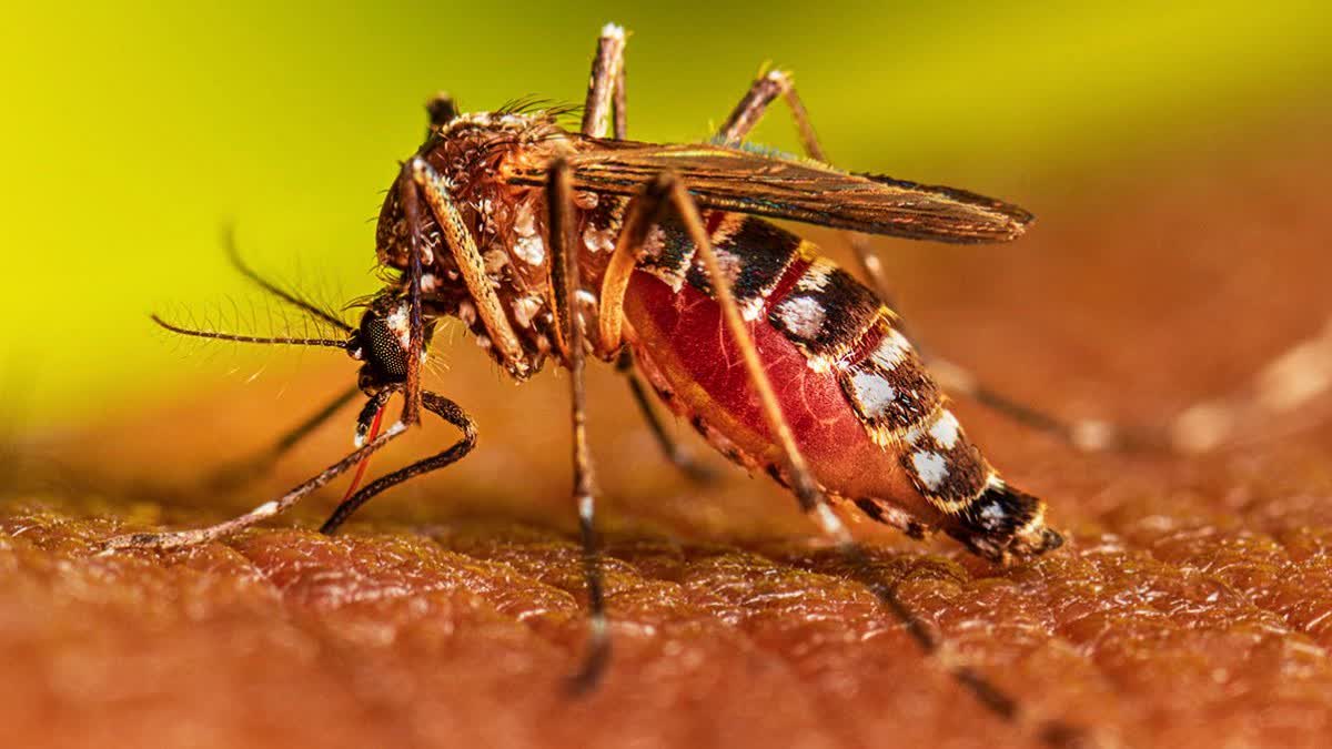 Dengue In India